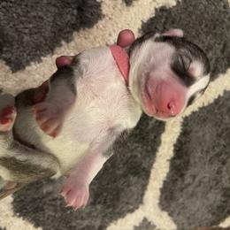 Siberian Husky Puppies from Alexandra's Siberian Huskies