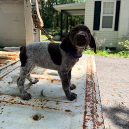 Rosie - White and liver female German Shorthaired Pointer puppy in Macclenny, Florida from Dillon's GSPs