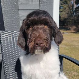 Barclay - Chocolate Labradoodle puppy in Wilmington, Illinois from Hot Diggity Doodles