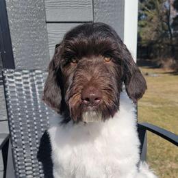 Barclay - Chocolate Labradoodle puppy in Wilmington, Illinois from Hot Diggity Doodles