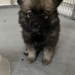 Zion - Black Pomsky puppy in Jacksonville, Florida from Paws Of Pomskys