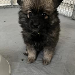 Zion - Black Pomsky puppy in Jacksonville, Florida from Paws Of Pomskys