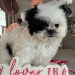 Snoopy - Black and white female Shih Tzu puppy in Rockville Centre, New York from Magnolia Tzus