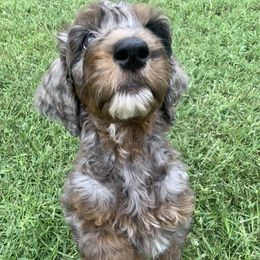 Goldendoodle Puppies from FamilyLoved Doodles