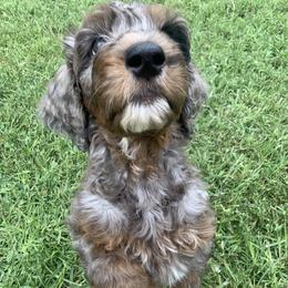 Goldendoodle Puppies from FamilyLoved Doodles