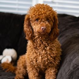 Coco - Goldendoodle