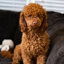 Coco - Goldendoodle