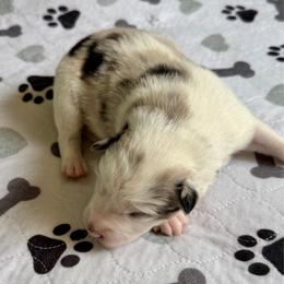 Luna - White and blue merle female Border Collie puppy in Rickman, Tennessee from Roaring River Border Collies