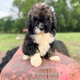 Bolt - Tri-color male Bernedoodle puppy in Grove, Oklahoma from Guinn Family Farms