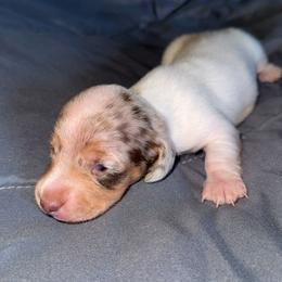 Dapple pie female - Dapple female Dachshund puppy in Woodward, Oklahoma from Wiener Dreams Dachshunds