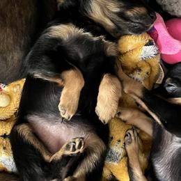 Prague Ratter Puppies from North Star Gem’s Prague Ratters