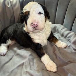 Milkyway - Tri-color male Bernedoodle puppy in Burley, Idaho from Amy's Bernedoodles