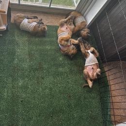 "Puppy’s in tshirts " Belgian Malinois Puppies from Care 2 Protect