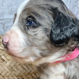 Girl 2 - Aussiedoodle puppy in Russell Springs, Kentucky from Shai’s Mini Aussiedoodles