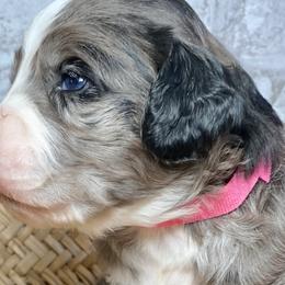 Girl 2 - Aussiedoodle puppy in Russell Springs, Kentucky from Shai’s Mini Aussiedoodles