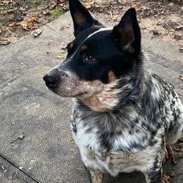 Adi - Australian Cattle Dog