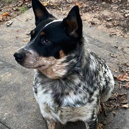 Adi - Australian Cattle Dog