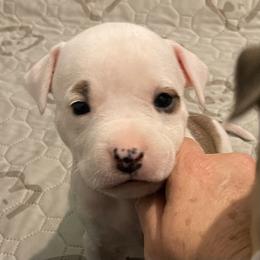 Left Eye - Hot Pink Collar - Red female American Staffordshire Terrier puppy in Monroe, Georgia from Irresistibull Staffords