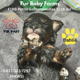 Dahlia - Merle female Goldendoodle puppy in Michigan from Fur Baby Farms