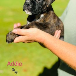 Addie - Boxer puppy from MK Boxer Haven of CNY