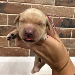 Betty-Magenta - Golden female Golden Retriever puppy in Cedar City, Utah from RuTess Goldens
