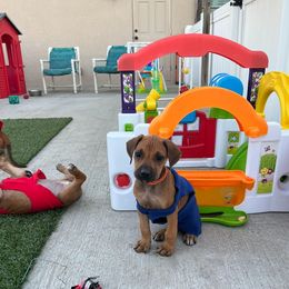 Chihuahua and Rhodesian Ridgeback Puppies from Prestige Chihuahuas & Ridgebacks