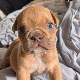 Bulldog Puppies from Bows and Wrinkles Bulldogs