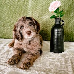 Rose - Merle female Labradoodle puppy in Elizabeth City, North Carolina from Howdy Doodles