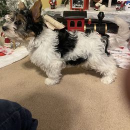 Biewer Terrier Puppies from Southern Star Biewers