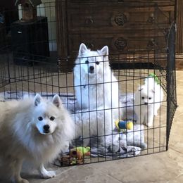 American Eskimo Dog puppies from Colleen’s Eskimos