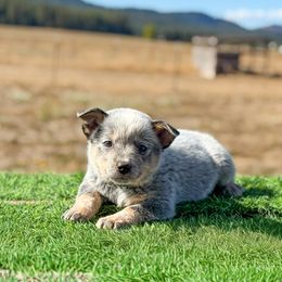 O1 4D Special Effects - Blue speckled male Australian Cattle Dog puppy in Spokane, Washington from 4D Cattle Dogs