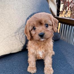 Kiwi - Red male Cavapoo puppy in Midland, North Carolina from Rocky River Cavapoos