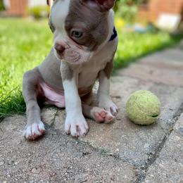 Boston Terrier Puppies from Lola’s House of Bostons & Rescue