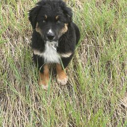 Australian Shepherd Puppies from Toni Thompson's Australian Shepherds