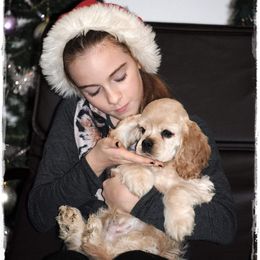 Cocker Spaniel Puppies from Belive in Dreams Cockers
