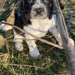 English Springer Spaniel Puppies from Hometown Springers