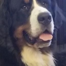 Bernese Mountain Dogs from DeAm Bernese