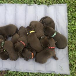 Dilute Retriever and Labrador Retriever Puppies from CKB Labradors