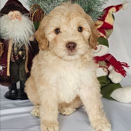Cash - Caramel red male Australian Labradoodle puppy in Glenford, Ohio from Mi-De Doodles