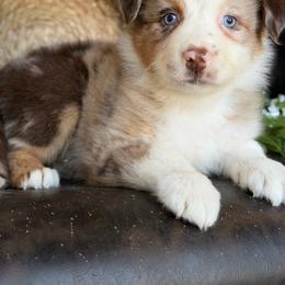 Riley-has tail-many videos - Red merle female Australian Shepherd puppy in Troy, South Carolina from Australian Shepherds of 3/W Farms