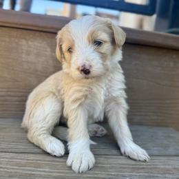 Candy - Yellow and white female Bernedoodle puppy in Springville, Utah from Oodles of Bernedoodles