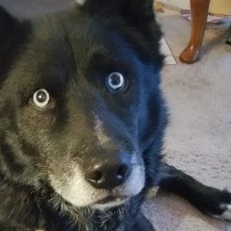 Siberian Huskies from Nordic Valley Kennels