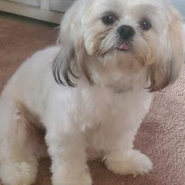 French Bulldogs, Shihpoos, and Shih Tzus from A&A Kennels