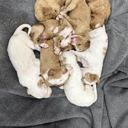Goldendoodle Puppies from Supriya Naik