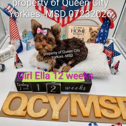 Ella( Fitzgerald) - Chocolate and tan female Yorkshire Terrier puppy in Charlotte, North Carolina from Queen City Yorkies