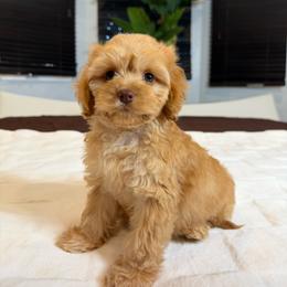 Kasha - Golden female Cockapoo puppy in Queens, New York from The 2 Musketeers_Cockapoos