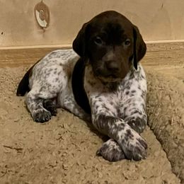 German Shorthaired Pointer Puppies from Dem Feuerhaus Gun Dogs