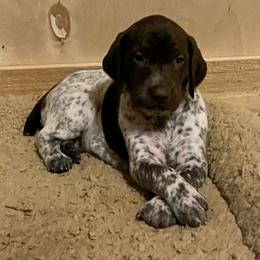 German Shorthaired Pointer Puppies from Dem Feuerhaus Gun Dogs