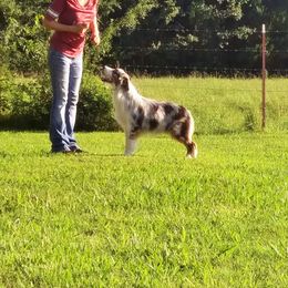 Australian Shepherd All Grown Up from Gemfire Australian Shepherds