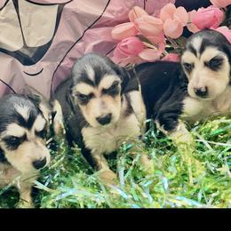 Domino female - Blue and cream female Afghan Hound puppy in Carlisle, Pennsylvania from Winterberry Afghan Hounds
